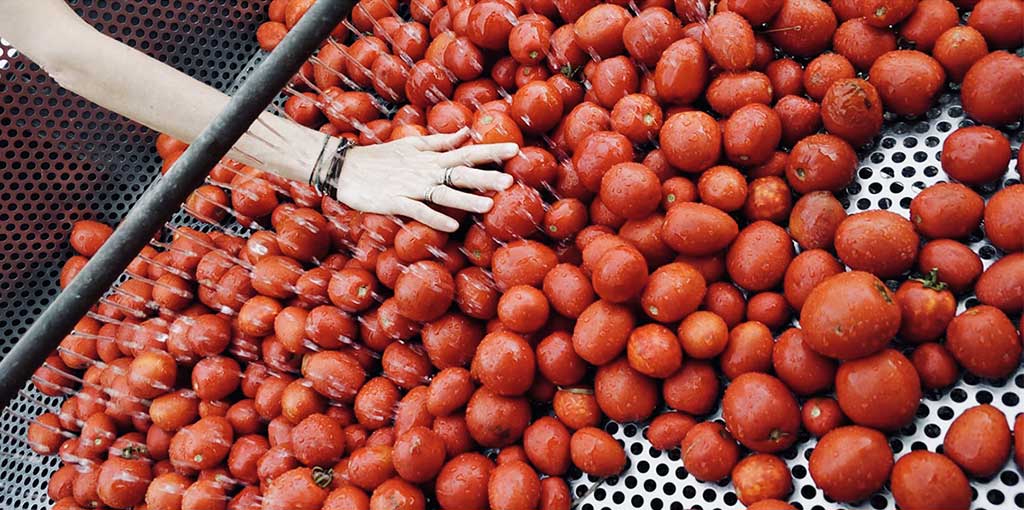 Lavaggio pomodori | FATTORIA MARIA