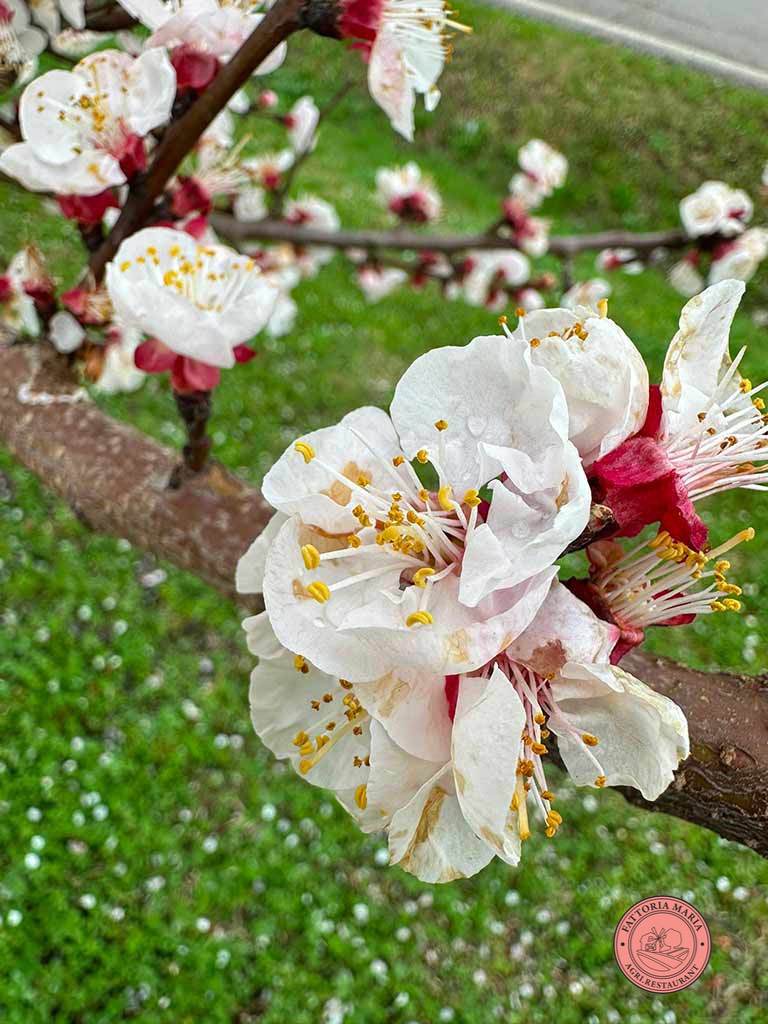 Fiori su un Albero in Primavera | FATTORIA MARIA