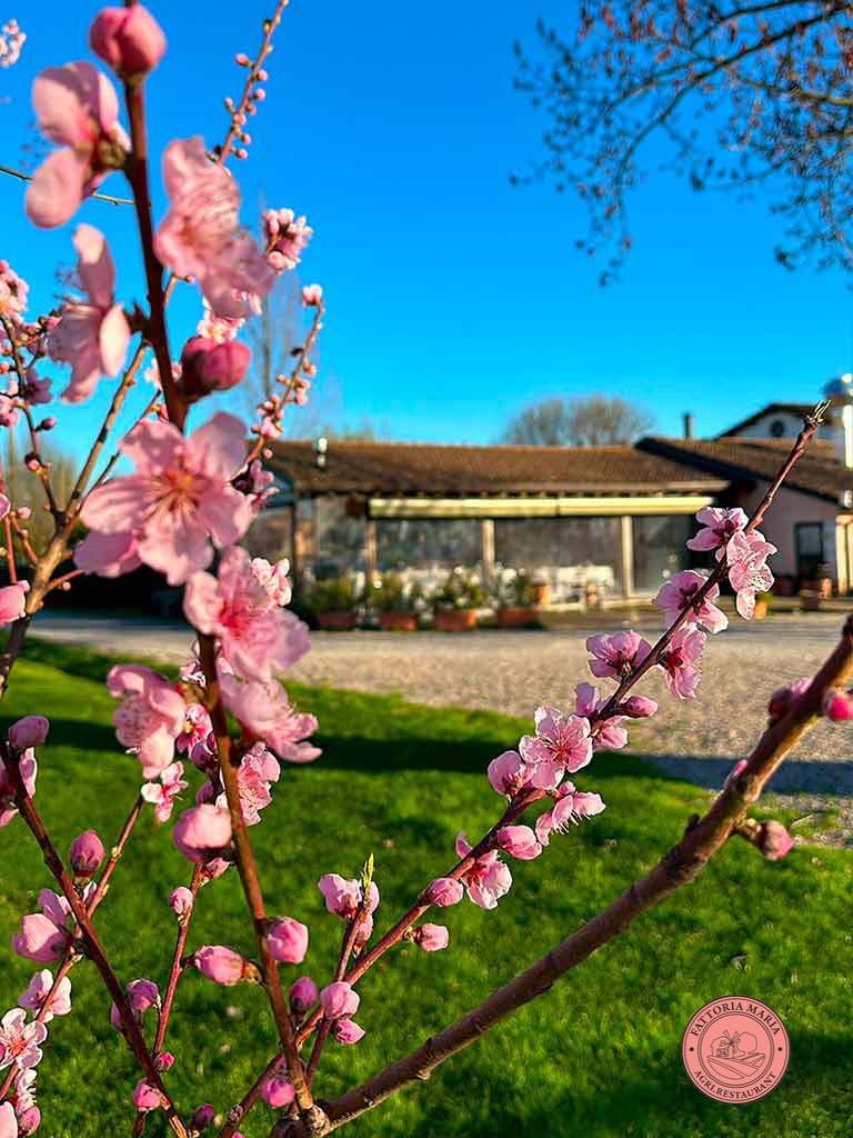 Pesco con Fiori Sbocciati in Primavera | FATTORIA MARIA
